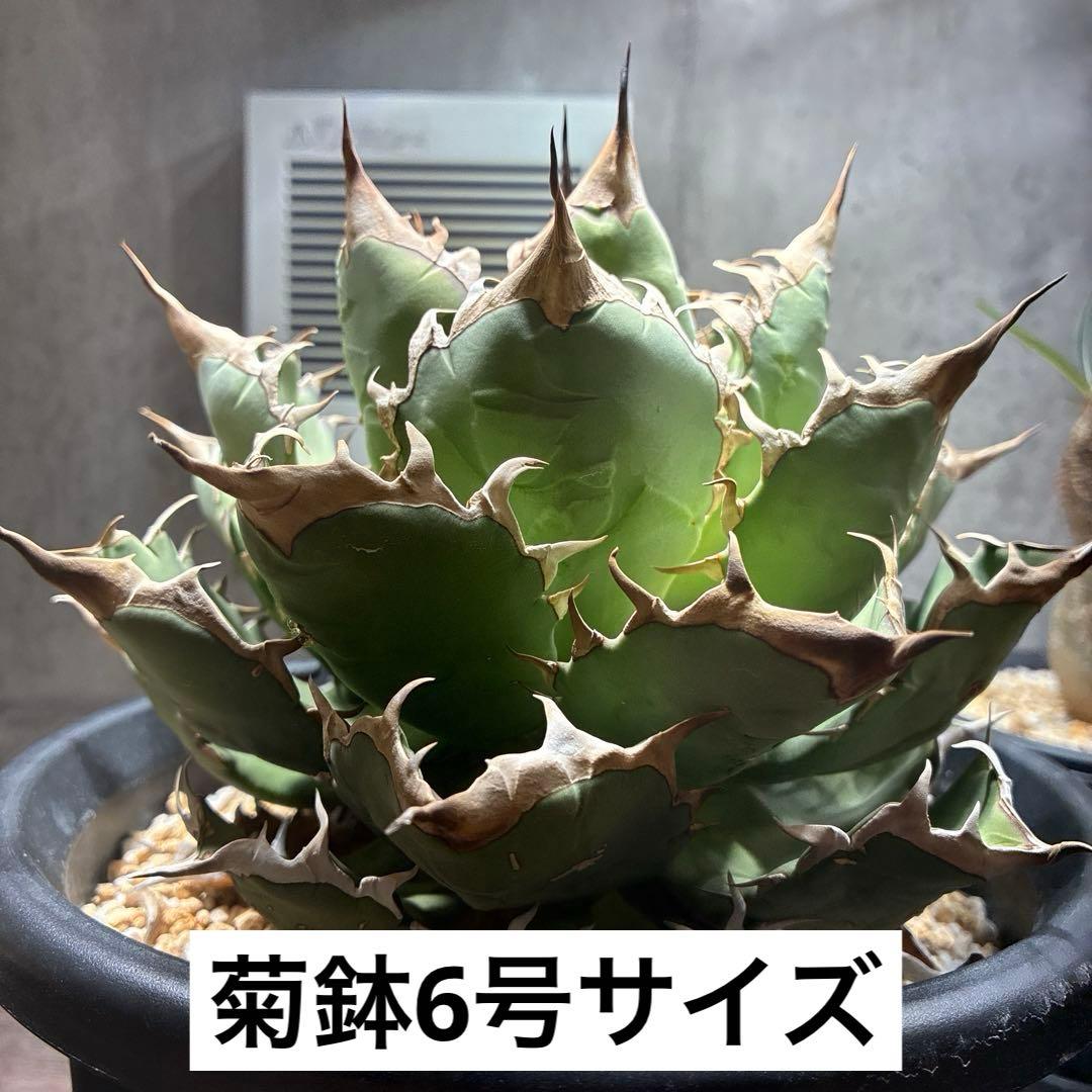 【特大】姫厳龍　大株　アガベ