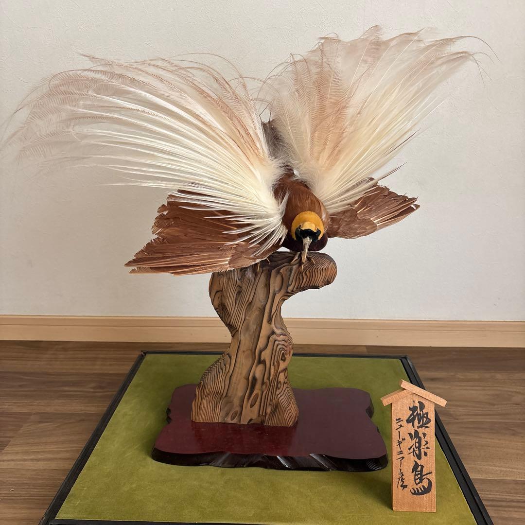 極楽鳥　剥製