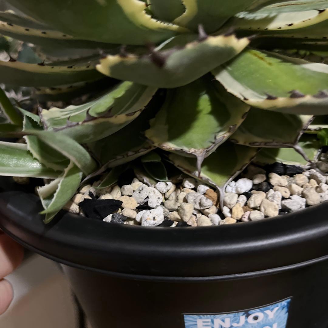 アガベ　吉祥冠錦　鉢のまま