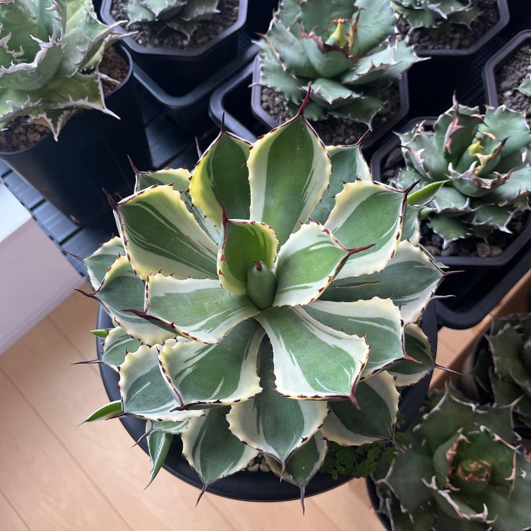 アガベ　吉祥冠錦　鉢のまま