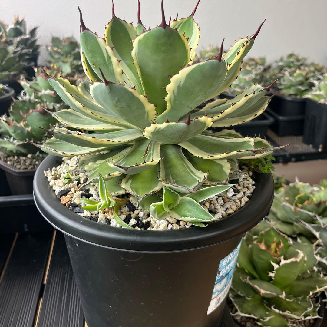 アガベ　吉祥冠錦　鉢のまま