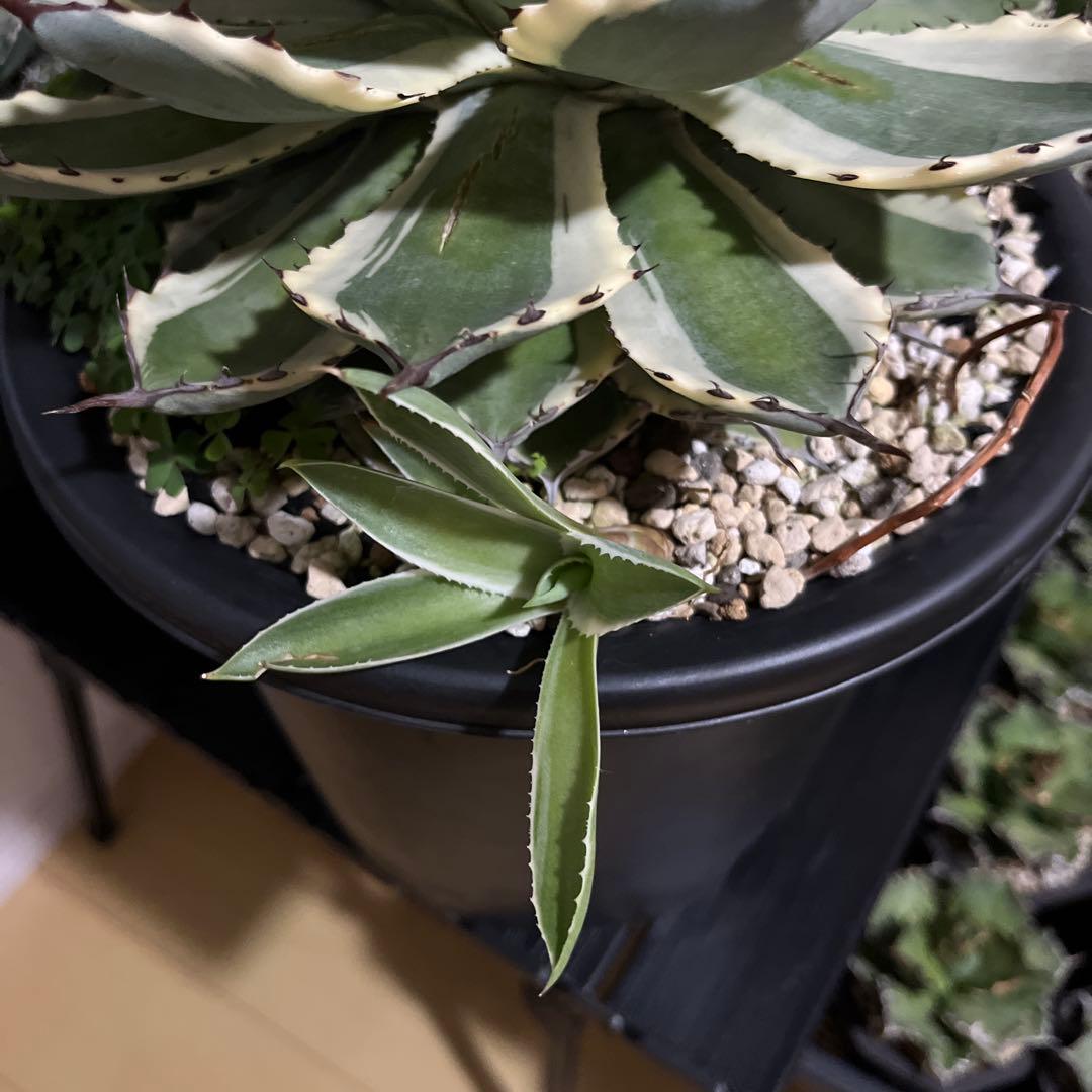 アガベ　吉祥冠錦　鉢のまま