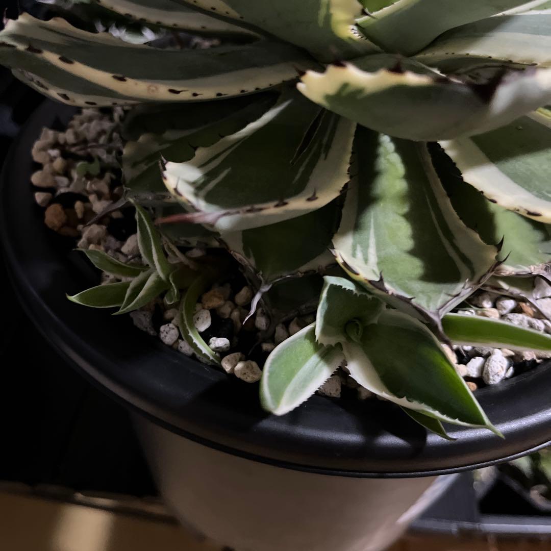 アガベ　吉祥冠錦　鉢のまま