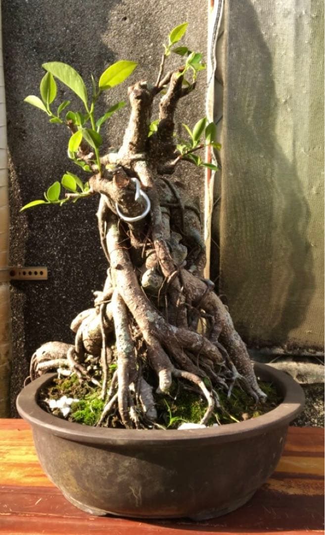 ガジュマル珊瑚石付き盆栽•持ち込み古い