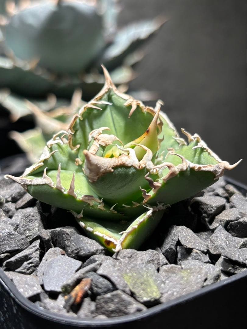 アガベ　CJ Special ホホジロタイプ　発根済⑤