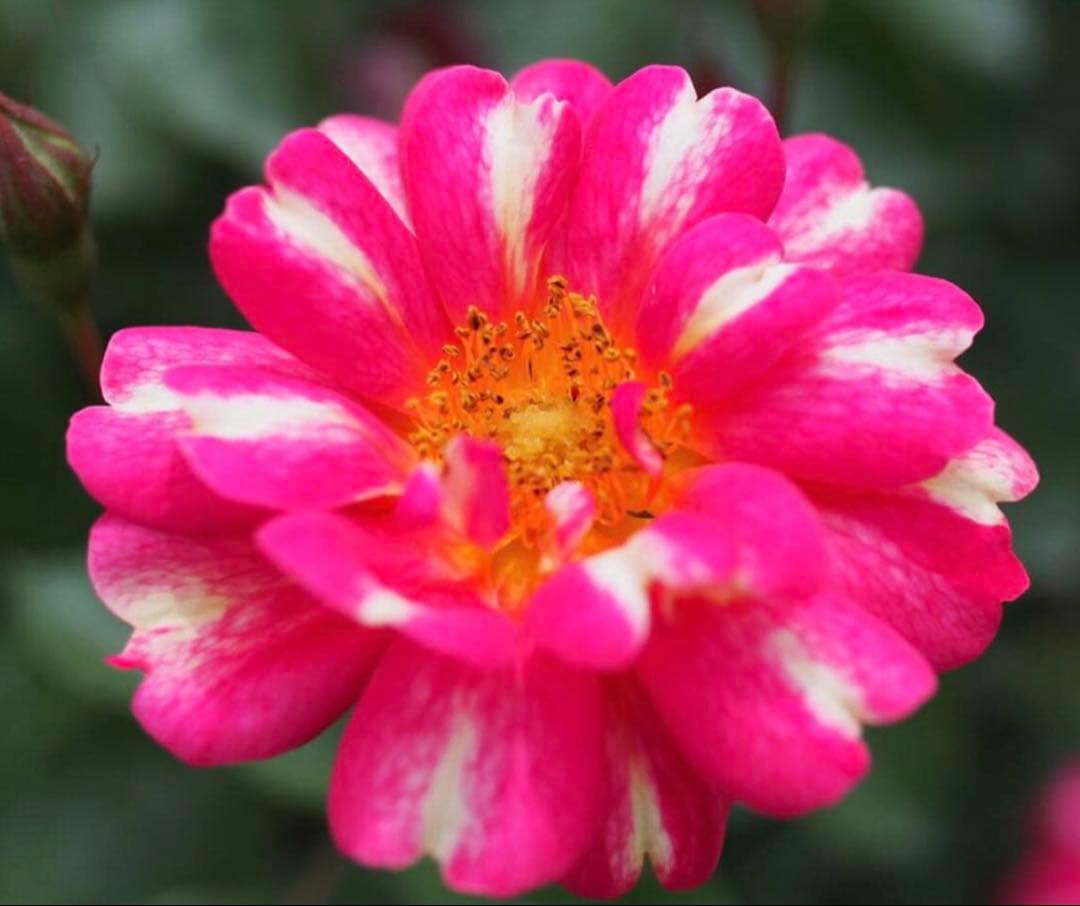 特価　限定1苗　バラ超超大苗　90cm 廃盤品種　ダリアのようなバラ