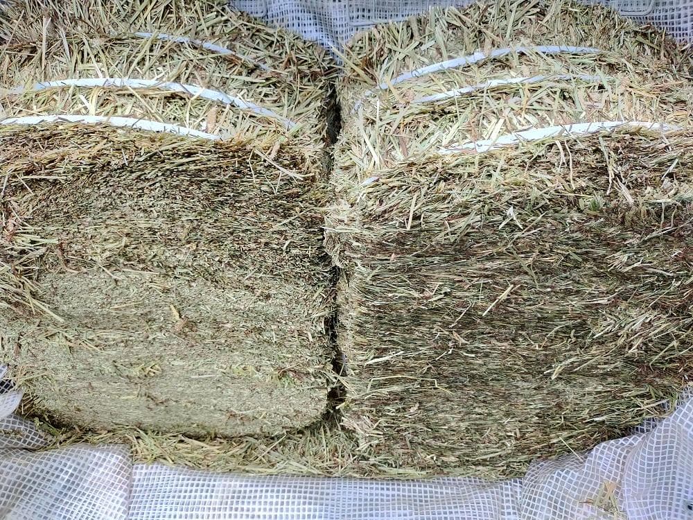 【3/16まで】 カナダ産 チモシー 50kg スーパープレミアム １番刈