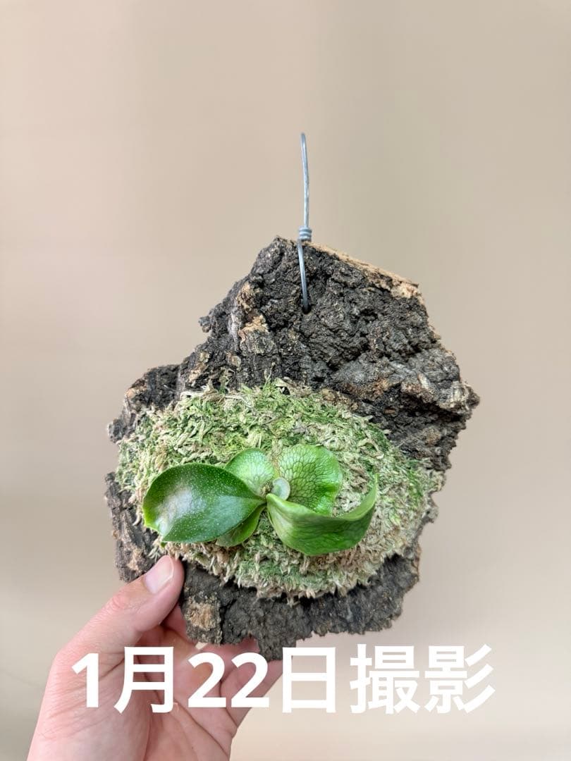 P. hillii 'Dragon Scale' ③子株ビカクシダ