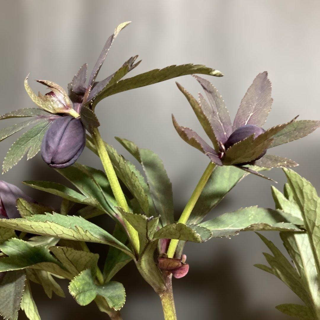 クリスマスローズ雅