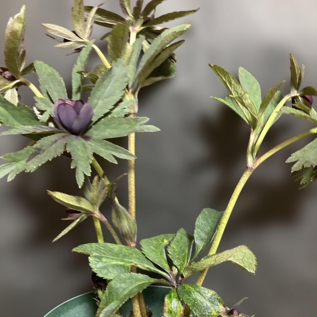 クリスマスローズ雅