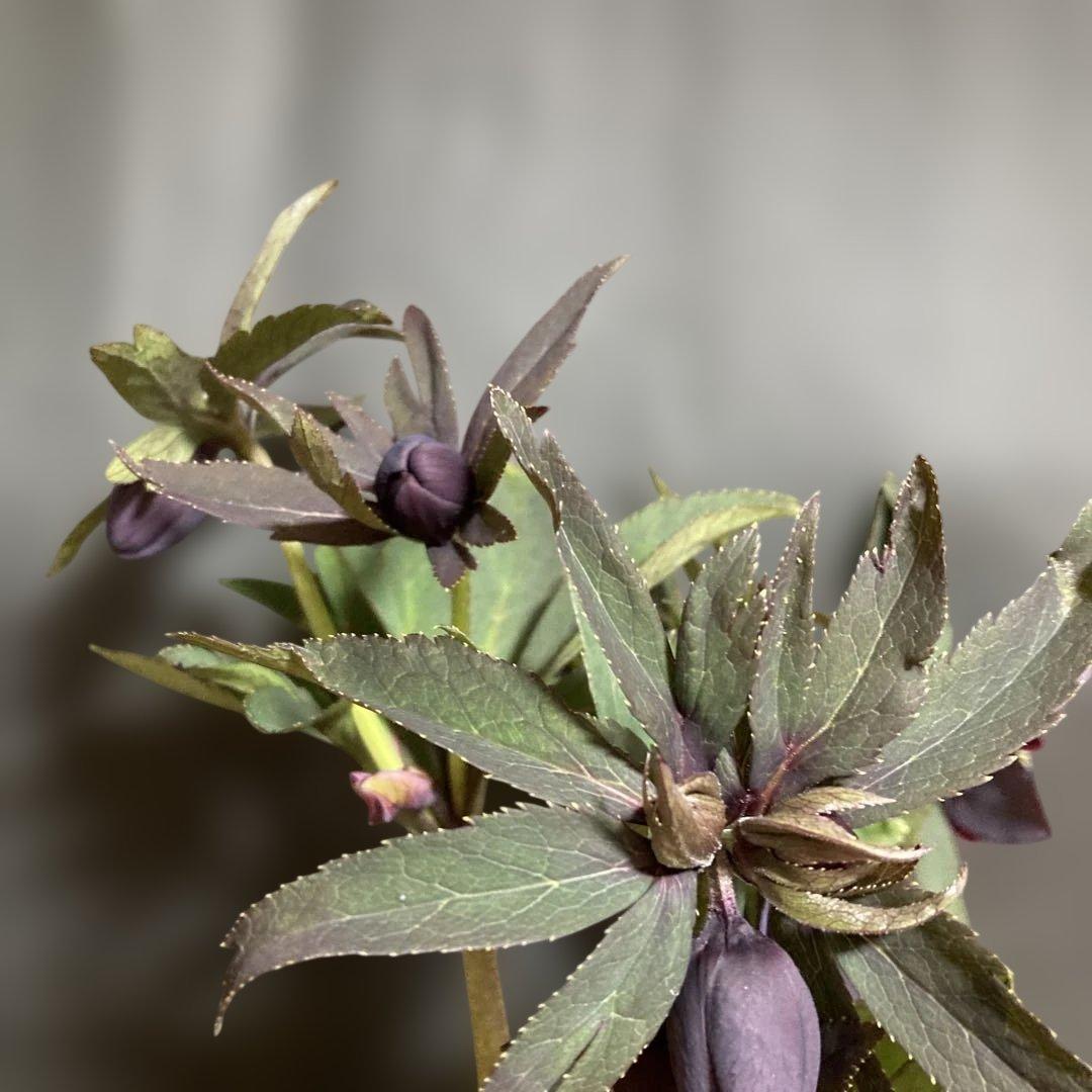 クリスマスローズ雅