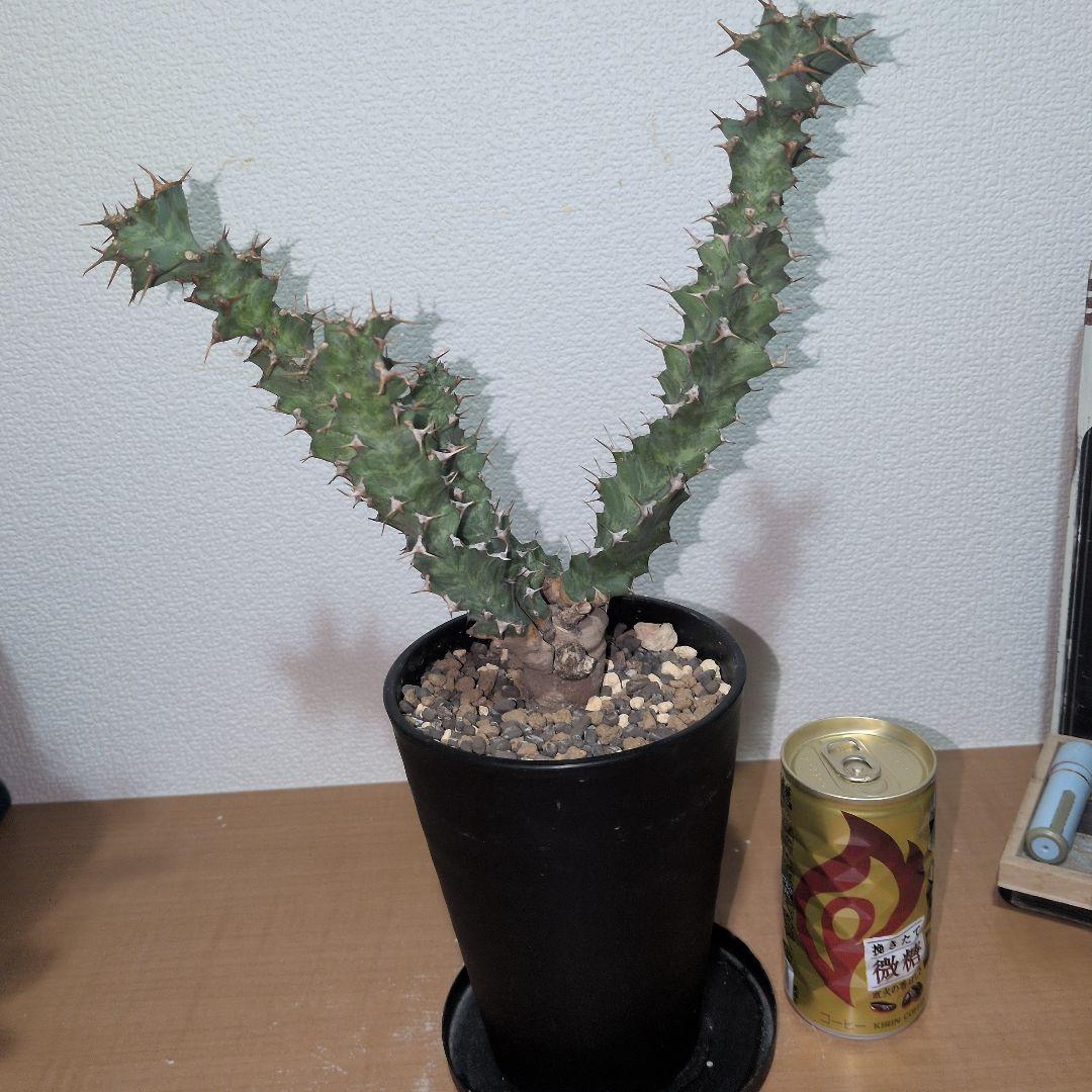 ユーフォルビア　クラビゲラ　大株 実生（鉢付き)