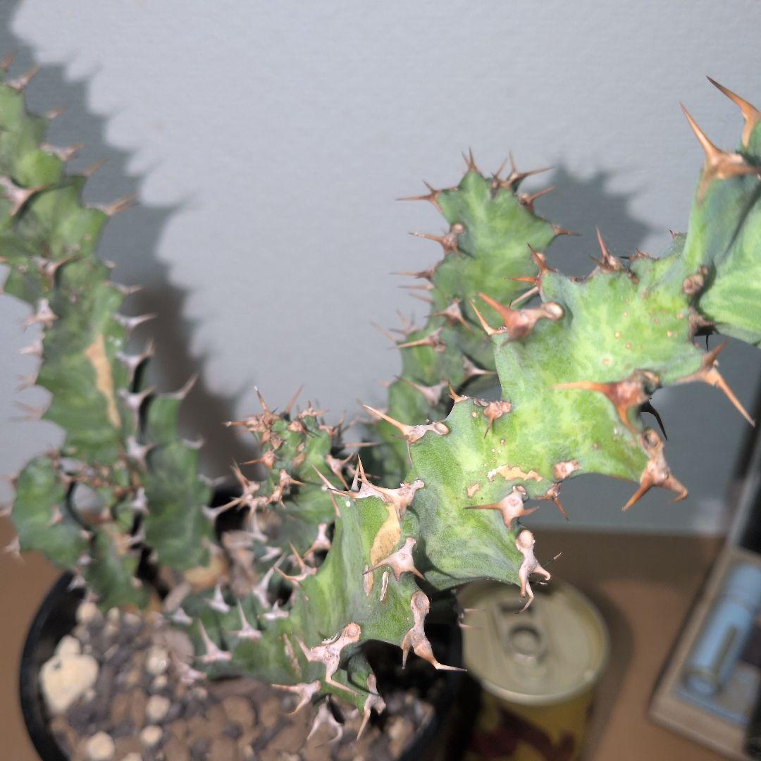 ユーフォルビア　クラビゲラ　大株 実生（鉢付き)