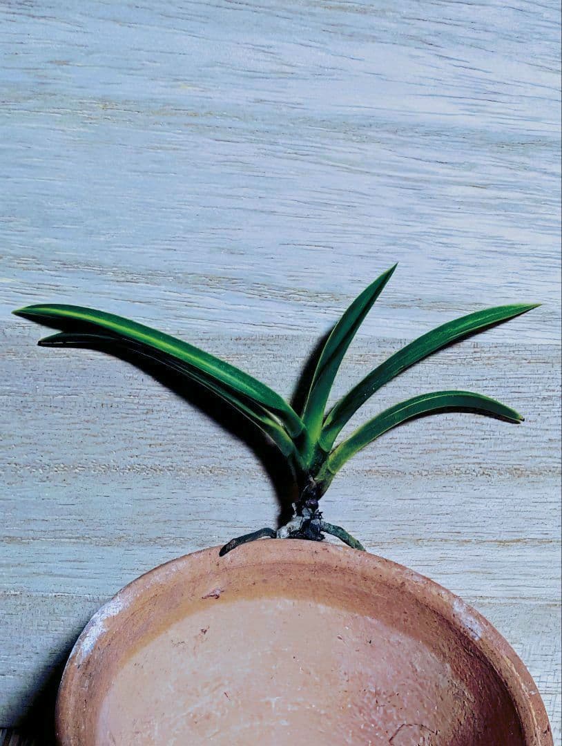 【♪金・黒祭り♪】富貴蘭　黒金牡丹縞