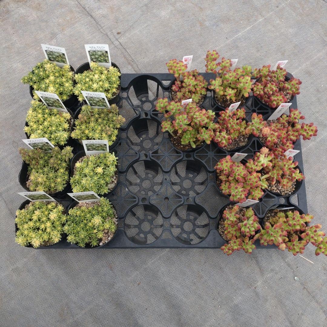 ぶっちゃんさん専用