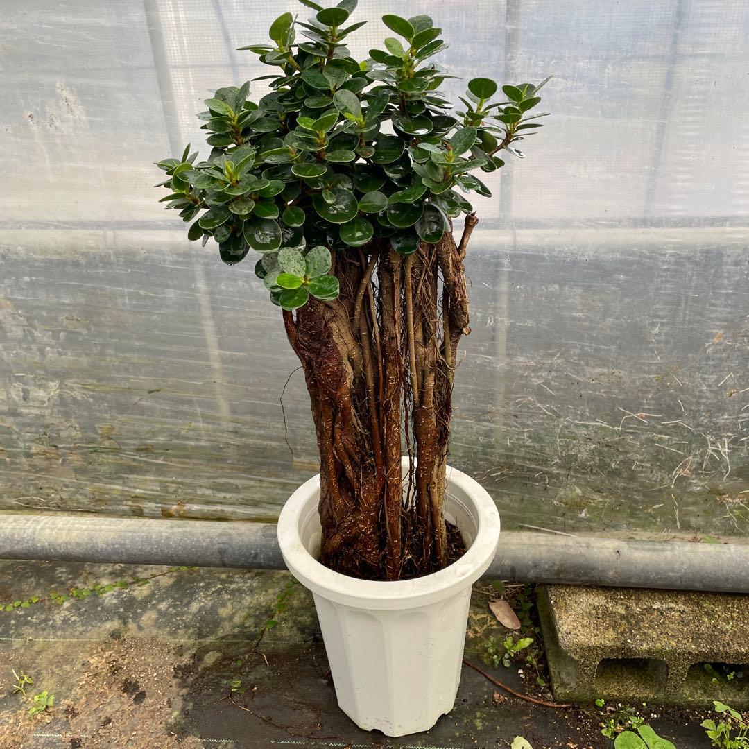 パンダガジュマル　コパンダ接木　8号サイズ