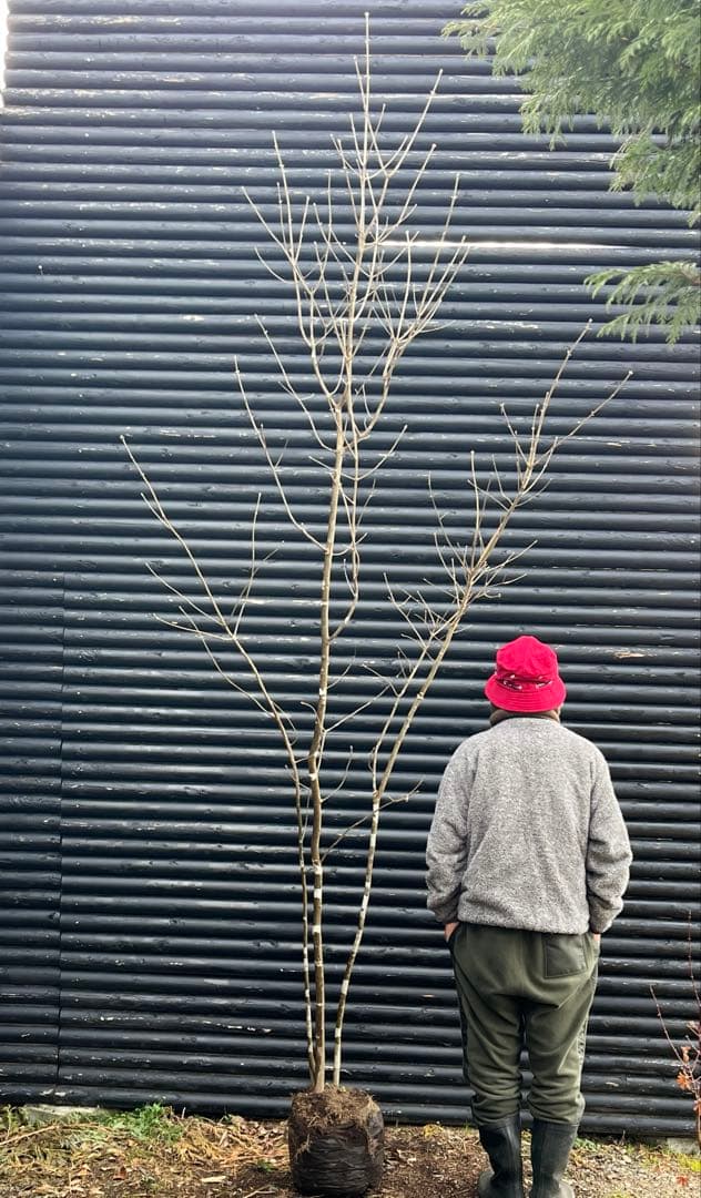 山採り天然　アオダモ　３本株立ち　3