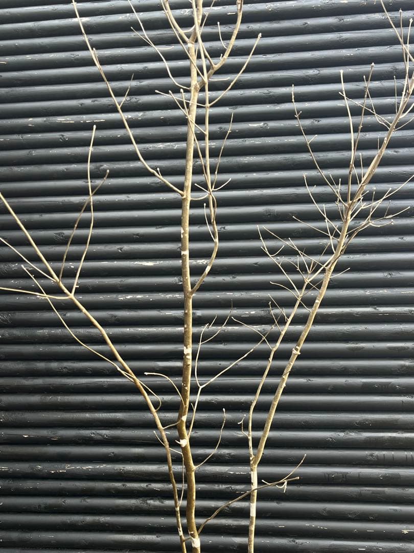 山採り天然　アオダモ　３本株立ち　3