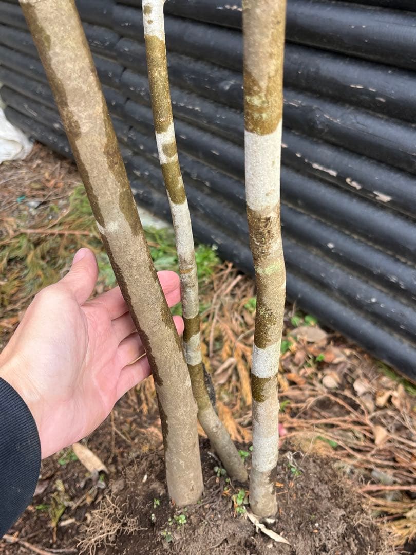 山採り天然　アオダモ　３本株立ち　3