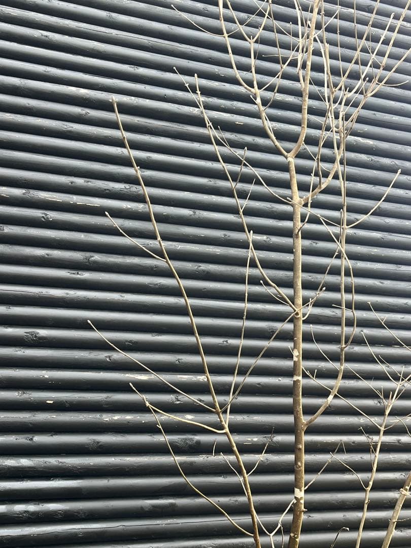 山採り天然　アオダモ　３本株立ち　3