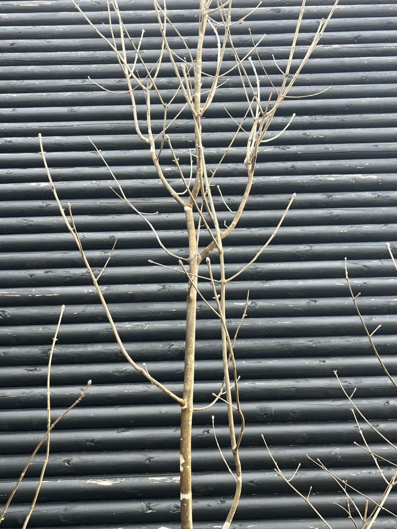 山採り天然　アオダモ　３本株立ち　3