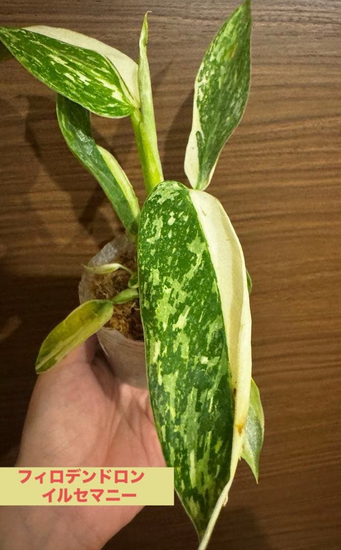 希少　レア　フィロデンドロン イルセマニー 斑入りPhilodendron