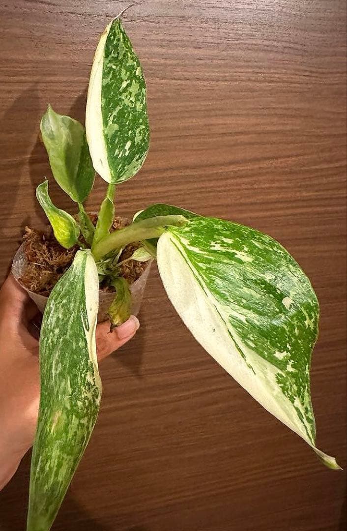 希少　レア　フィロデンドロン イルセマニー 斑入りPhilodendron
