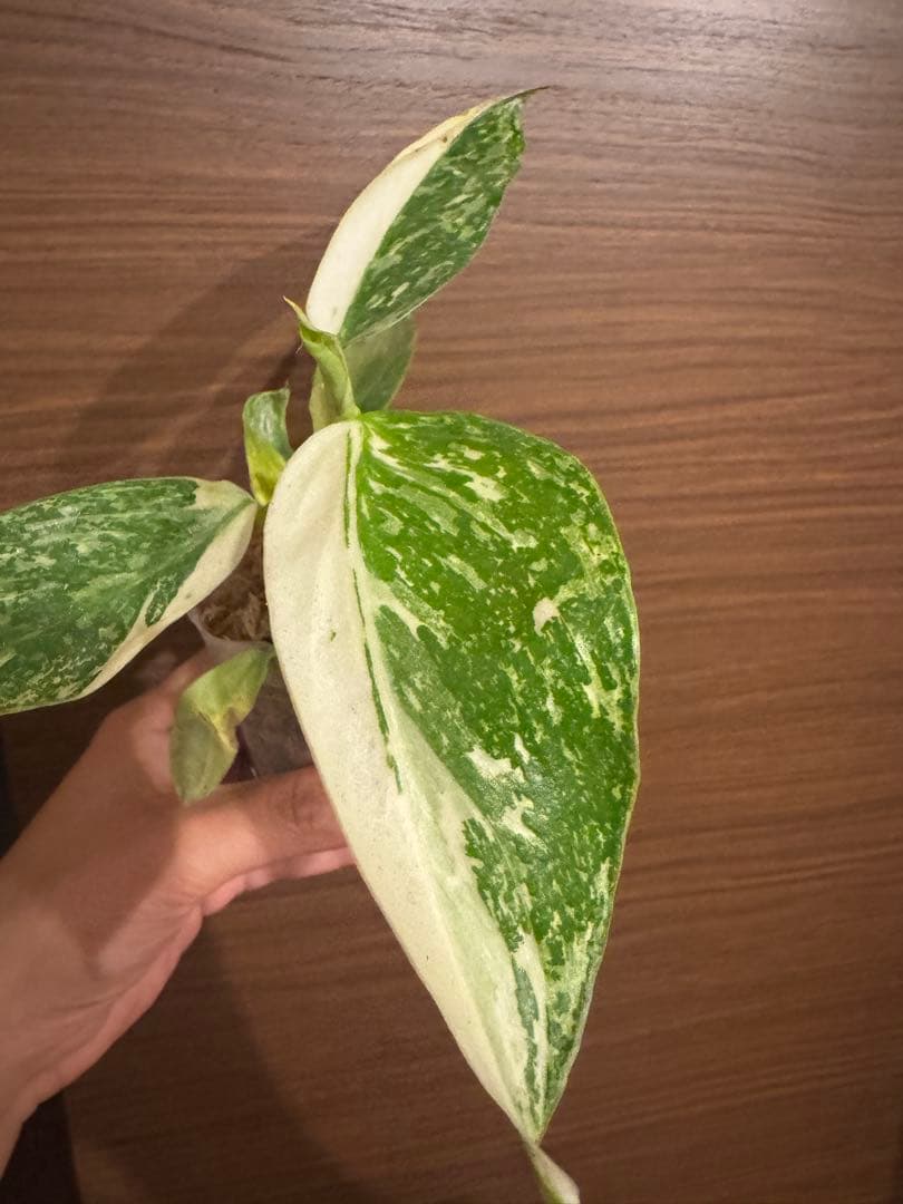 希少　レア　フィロデンドロン イルセマニー 斑入りPhilodendron