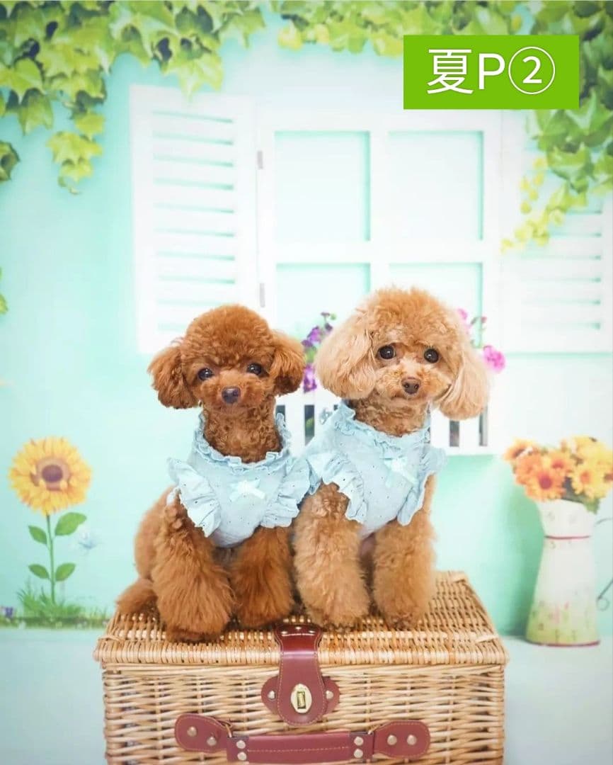 背景布【イースターCA】サンプル80×120cm　4月　ペット撮影用フォトブース