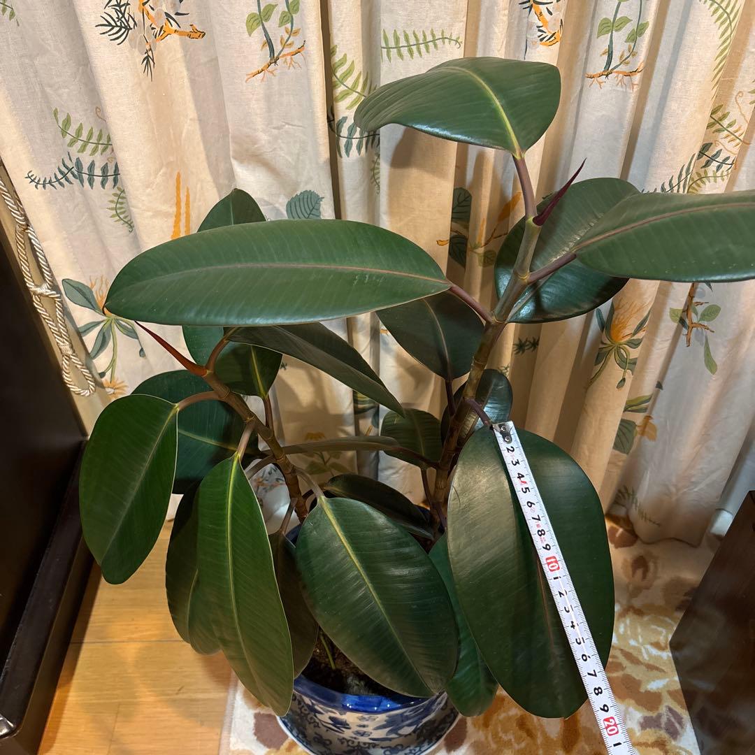 フィカス 濃緑色 約70cm 青い鉢 2.5万円購入 2本