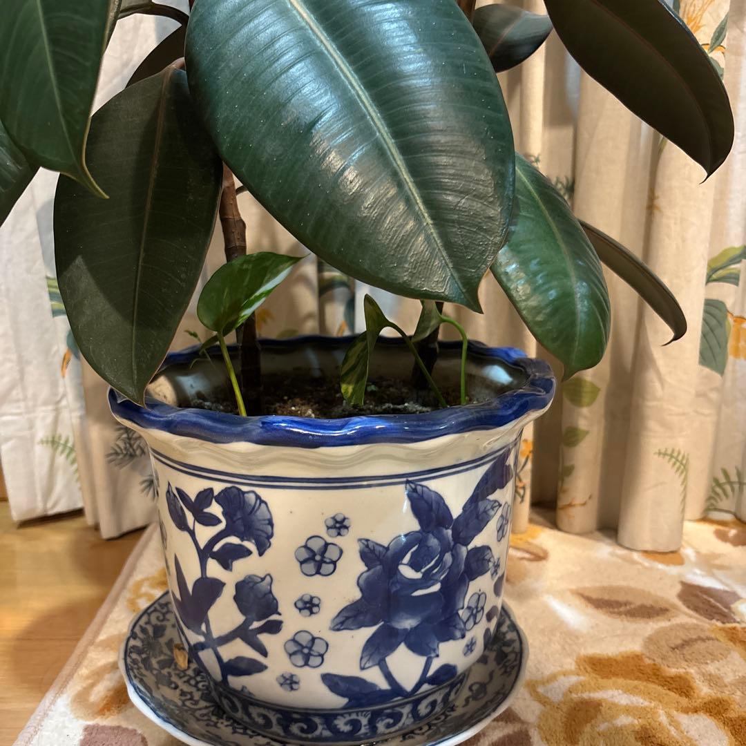 フィカス 濃緑色 約70cm 青い鉢 2.5万円購入 2本