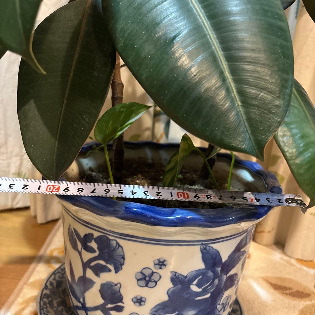 フィカス 濃緑色 約70cm 青い鉢 2.5万円購入 2本