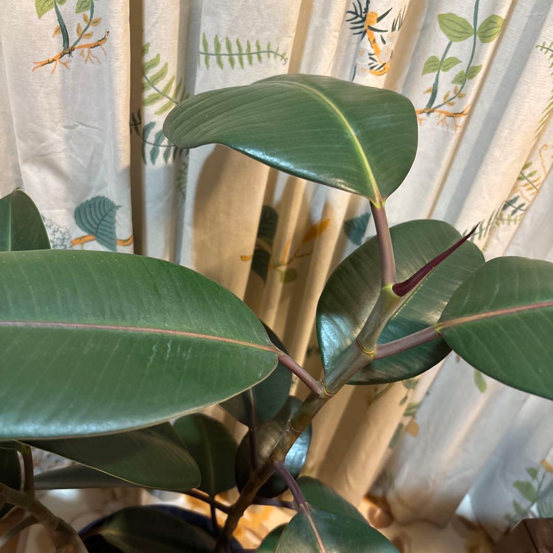 フィカス 濃緑色 約70cm 青い鉢 2.5万円購入 2本