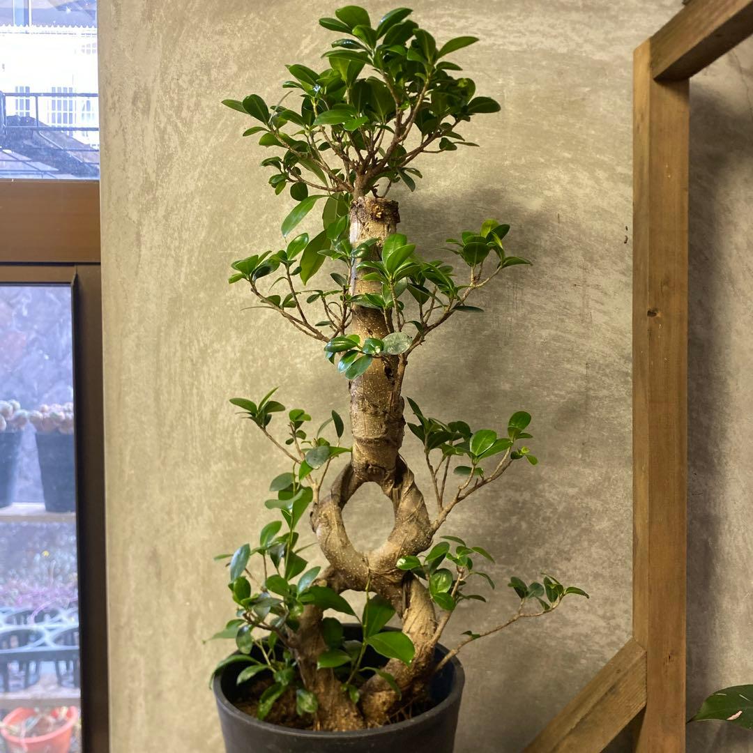 観葉植物　ガジュマル