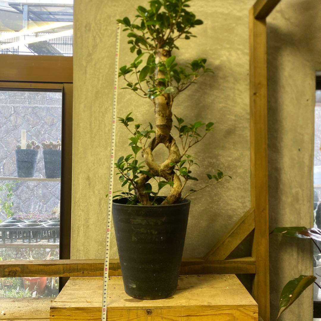 観葉植物　ガジュマル
