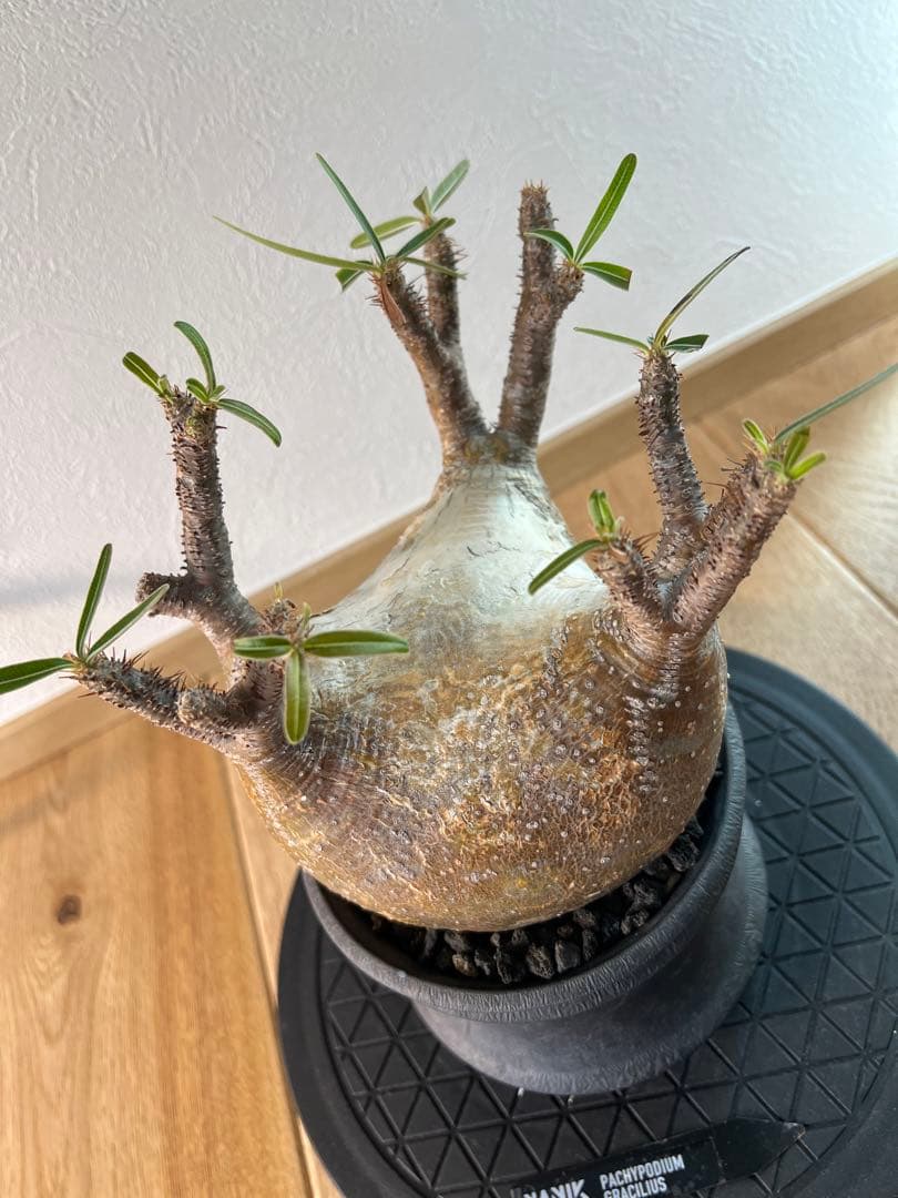 アツ　グラキリス