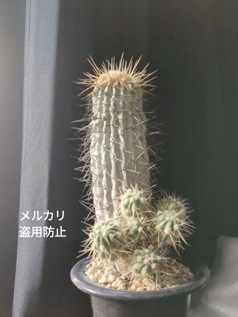 現地球 Copiapoa　コピアポア 逆鱗丸　ギガンティア　自根