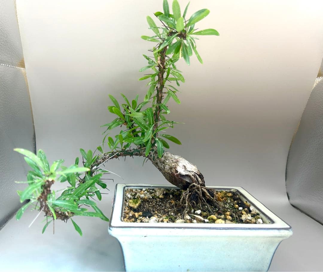 フォークイエリア　プルプシー　現地株　根上がり仕立て　塊根部約4cm 高さ約27