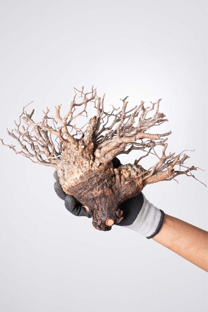 KP123 オペルクリカリア パキプス コーデックス ベアルート株　枝カット済み