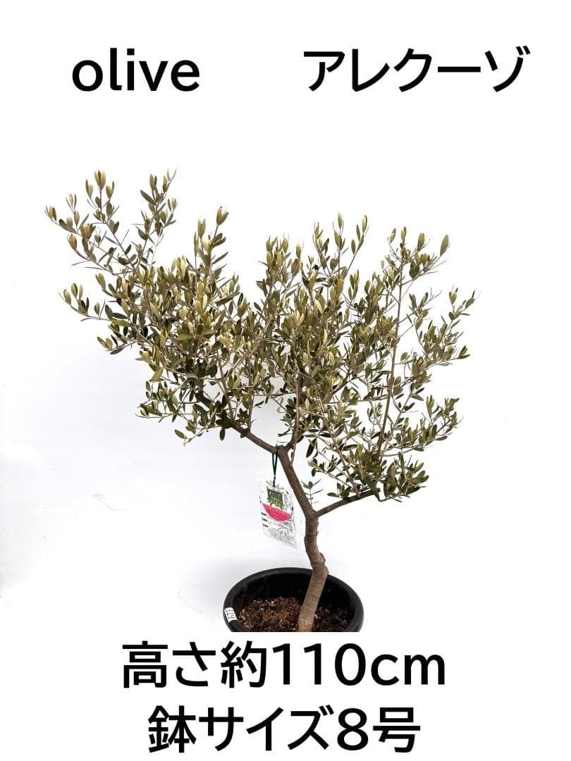 オリーブの木　アレクーゾ　8号　約110cm　K-319　現品掲載