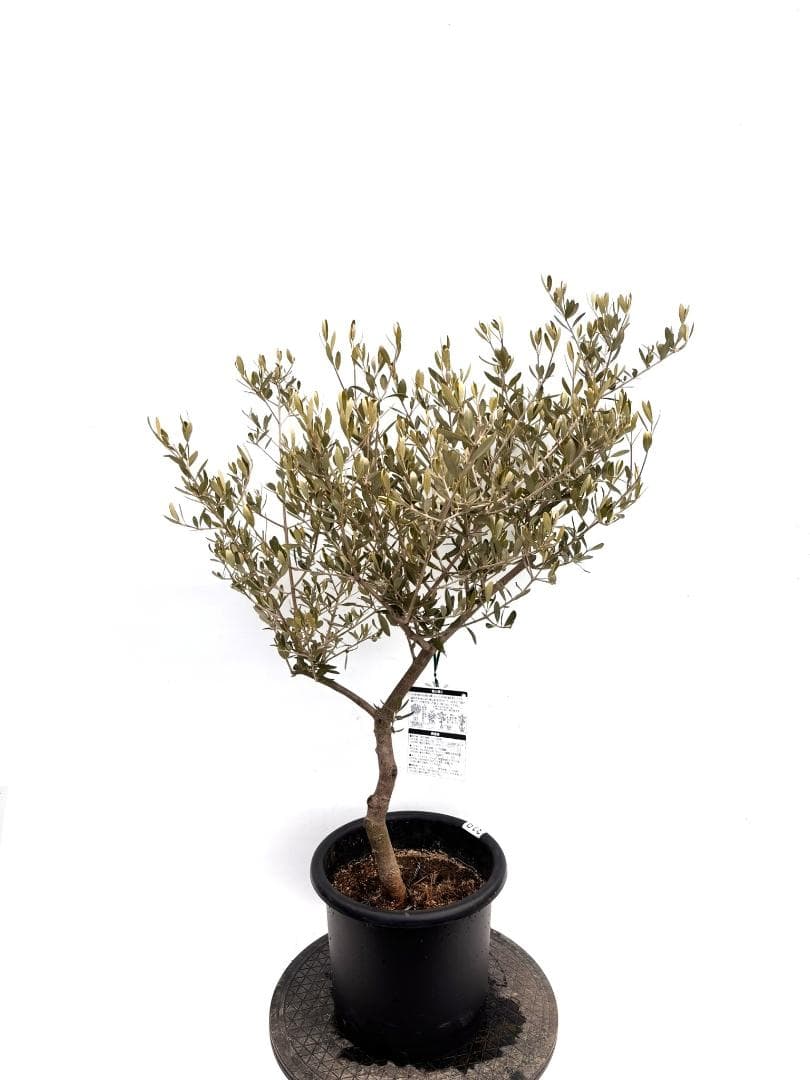 オリーブの木　アレクーゾ　8号　約110cm　K-319　現品掲載