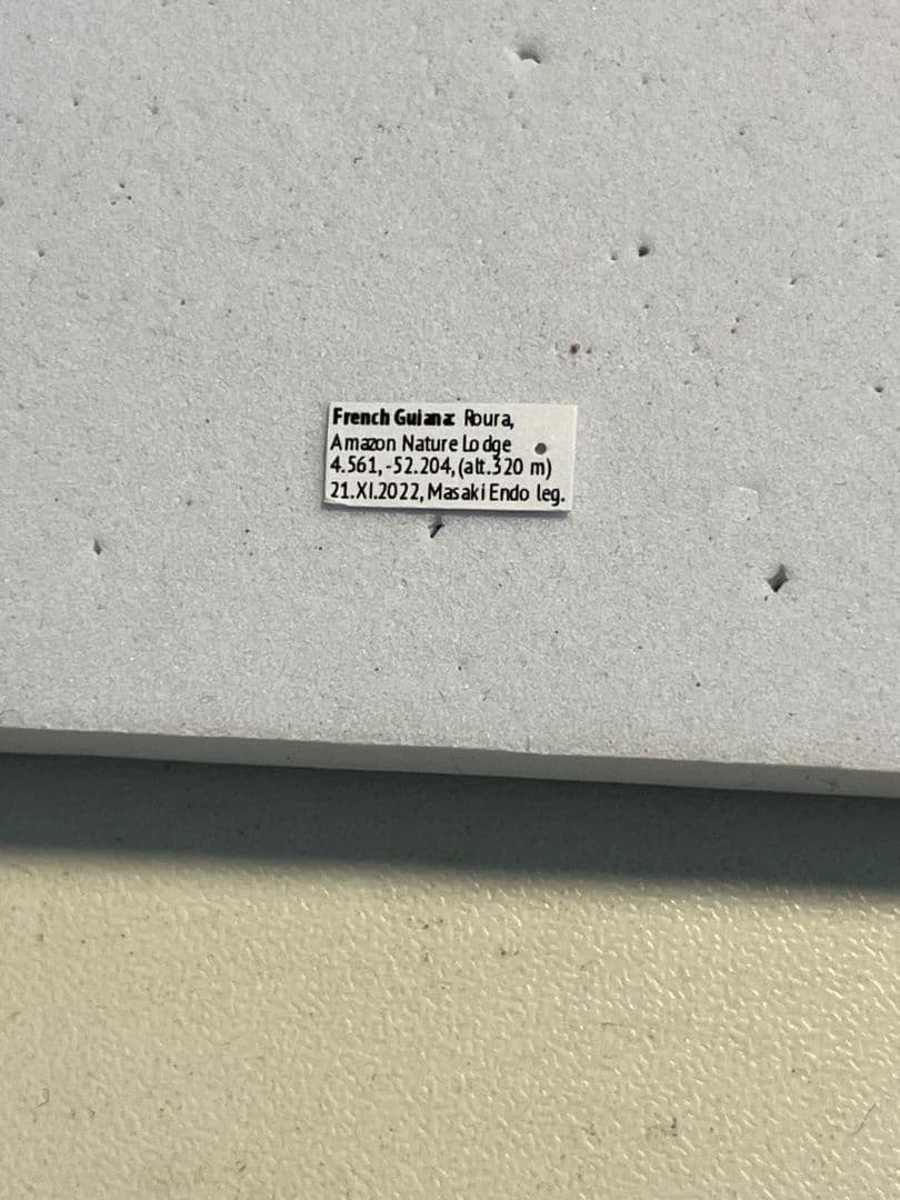 【9mm】ナベブタアリの一種 標本 クロオオアリグンタイアリ 標本 パラポネラ