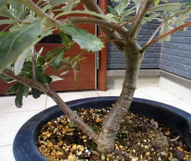 【現品】コーストバンクシア　Banksia integrifolia　８号　２Q