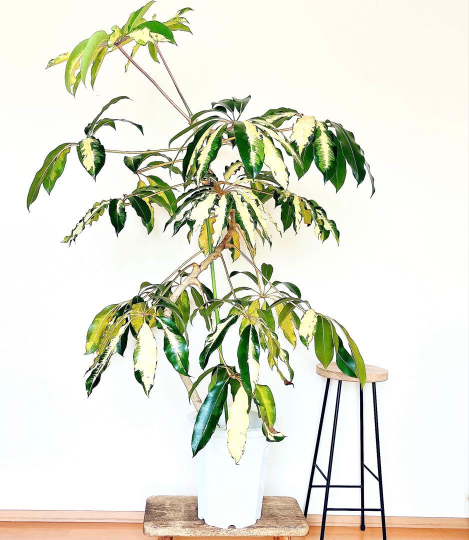 希少・斑入り｜ツピタンサス ゴールデンキング 10号 曲線美【立派な特大株】