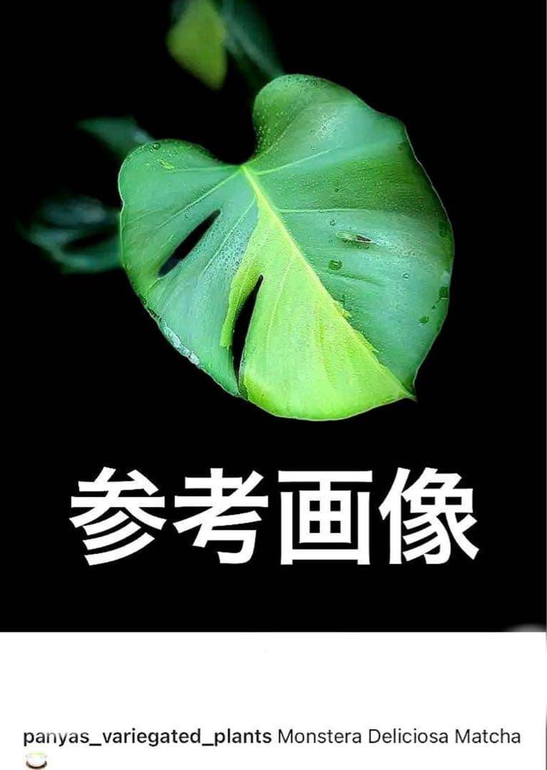モンステラ・ポトス NORUTO