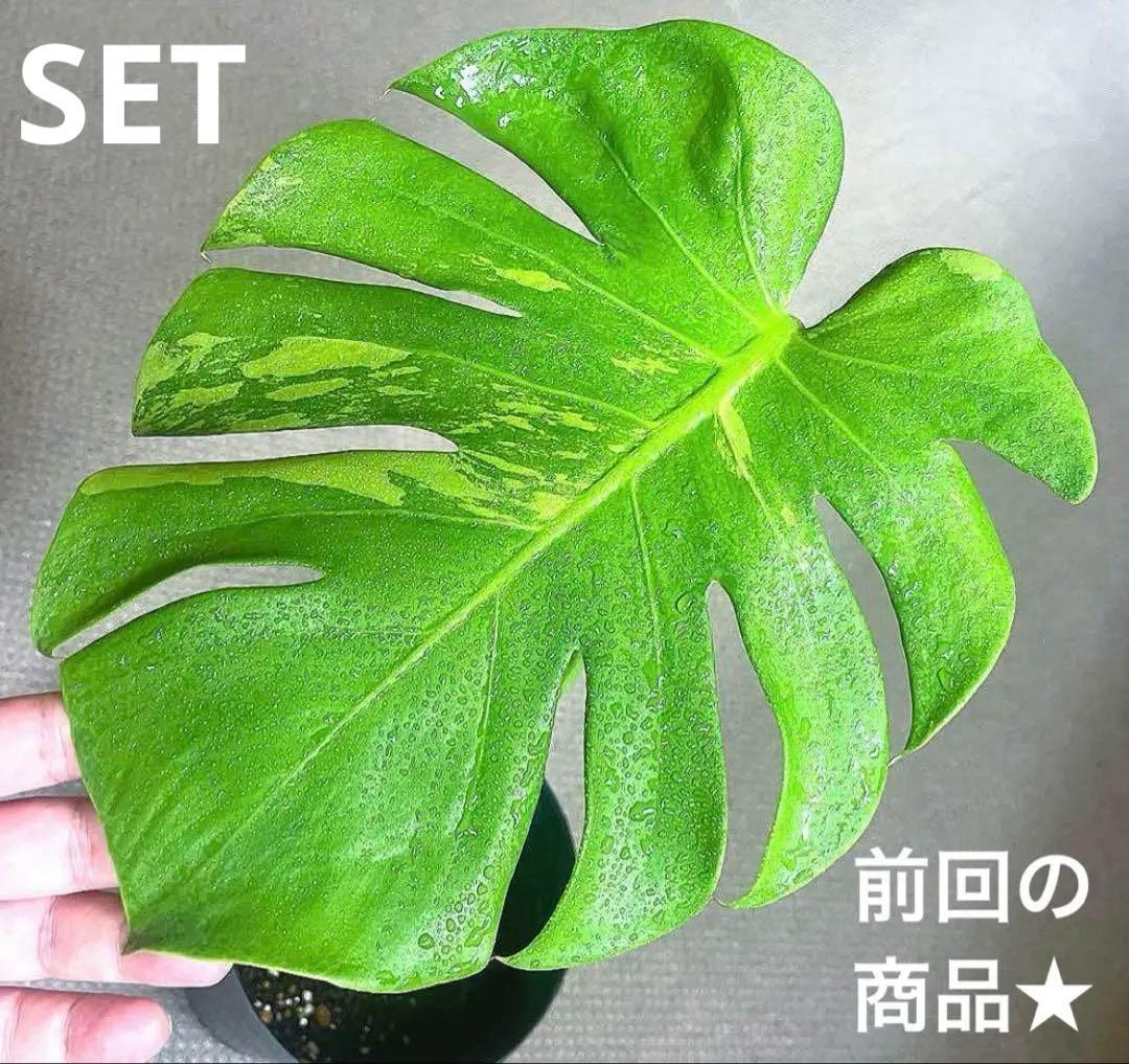 モンステラ・ポトス NORUTO