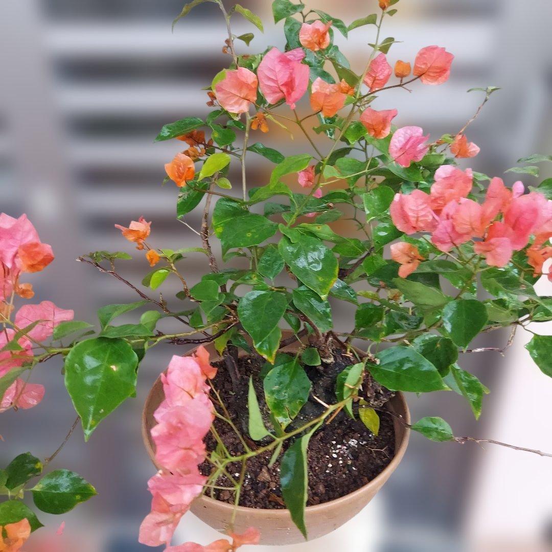 ブーゲンビリア盆栽　オレンジピンクNo73 らくらくメルカリ便発送‼️