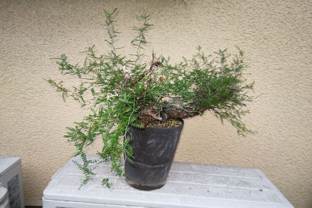 kisu　オペルクリカリア　パキプスとデカリー①