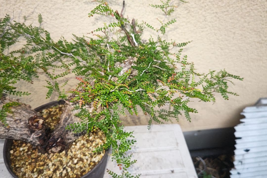 kisu　オペルクリカリア　パキプスとデカリー①