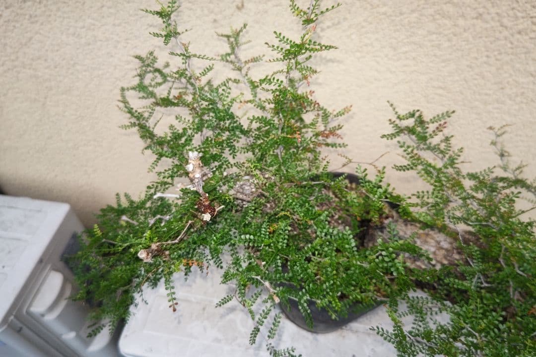 kisu　オペルクリカリア　パキプスとデカリー①